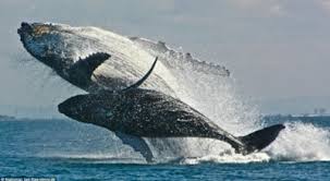 Baleias jubarte brincam e formam arco íris no mar