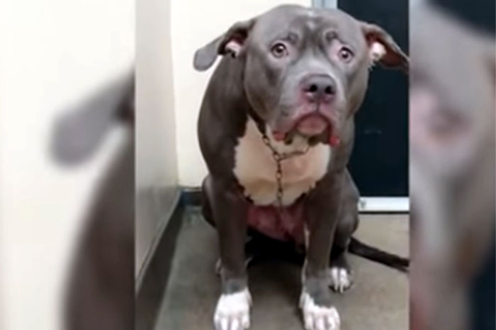 Cadela 'chora' ao ser deixada em abrigo, comove as redes e é adotada