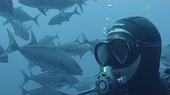 Mergulhador faz selfie em meio a cardume de peixes