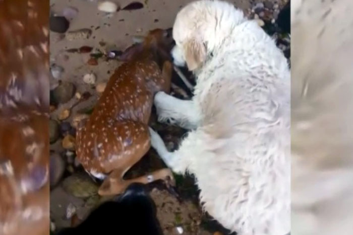 Cão resgata veado bebê de afogamento nos EUA