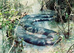 Cerejeiras: Sucuri de 10 metros encontrada em sítio