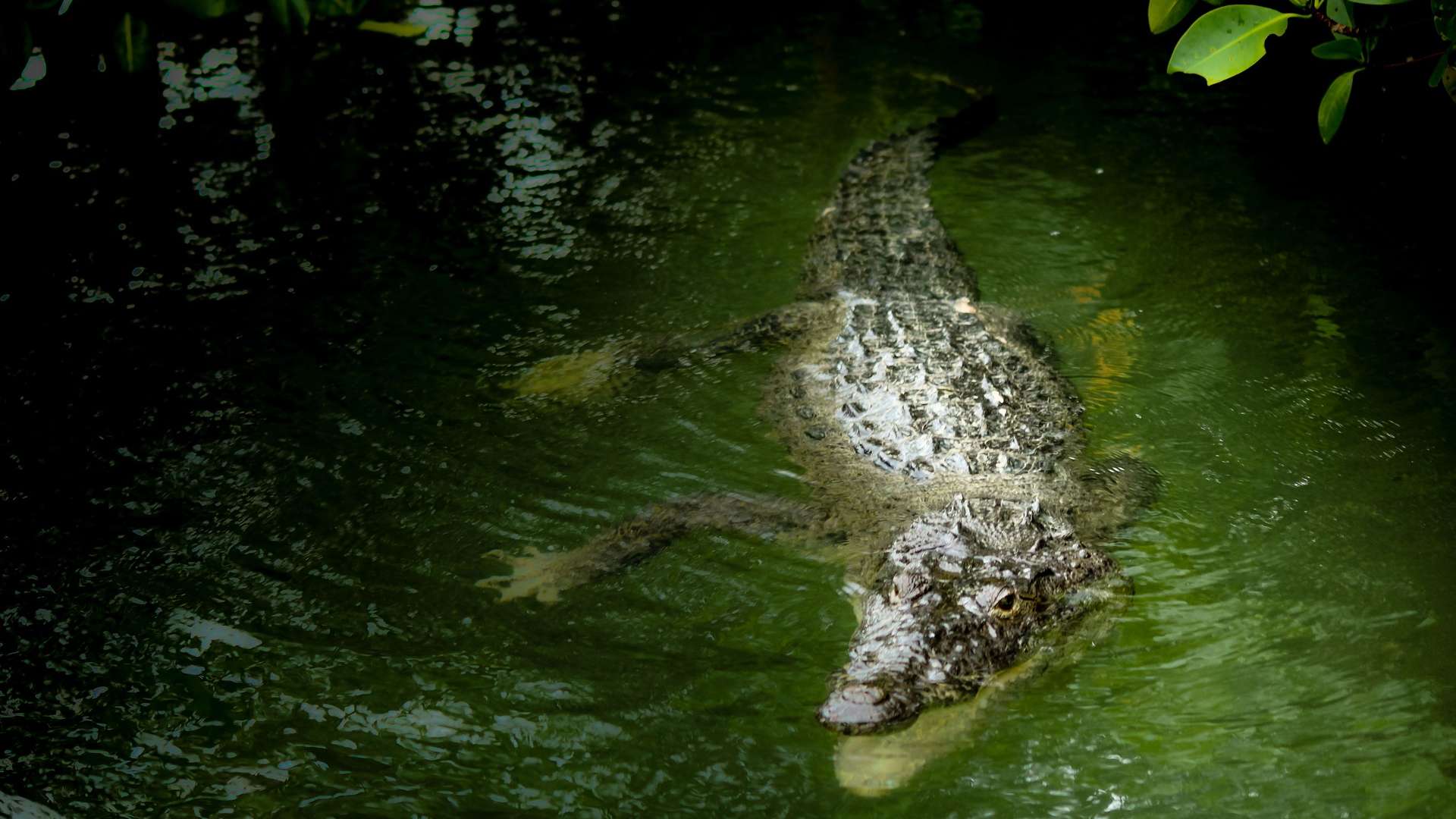 Jacarés são filmados nadando em quintal no Texas