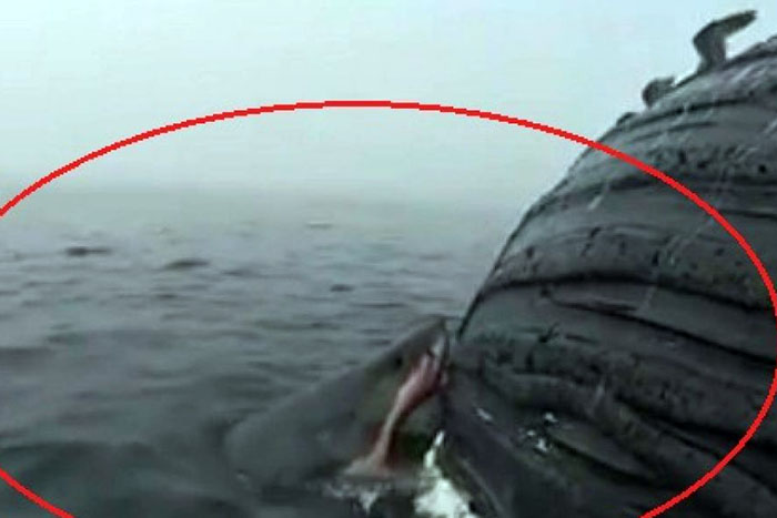 Tubarão Branco abocanha carcaça de baleia gigante na Califórnia