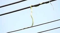 Cobra tenta caçar pássaros em cabos elétricos