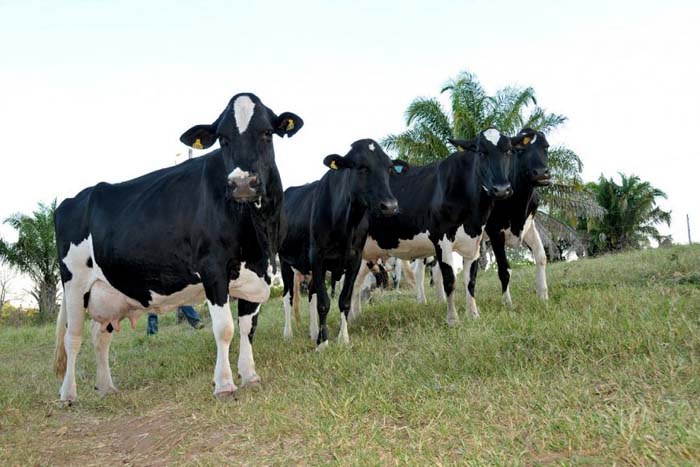Agricultores discutem ações que minimizem os efeitos da seca sobre o rebanho leiteiro