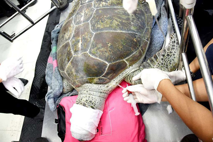 Morre tartaruga tailandesa que ingeriu 915 moedas