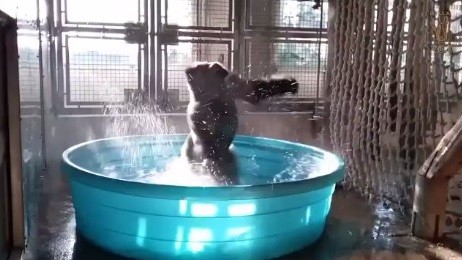 Gorila dançarino faz sucesso ao som de canção de 'Flashdance'