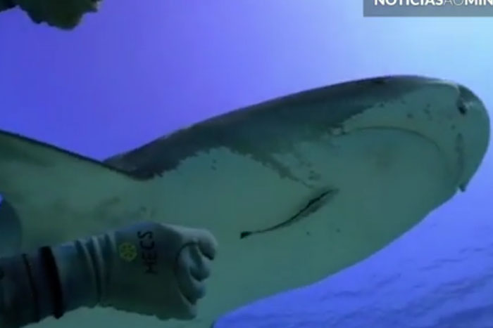 Flórida - Mergulhador beija queixo de tubarão