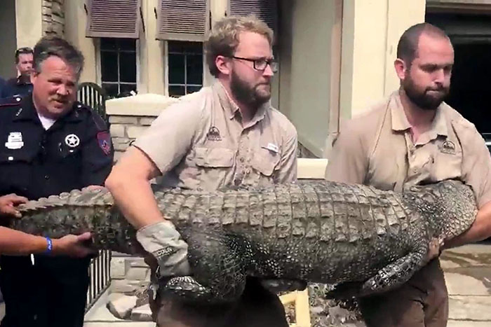 Crocodilo é encontrado dentro de casa após tornado