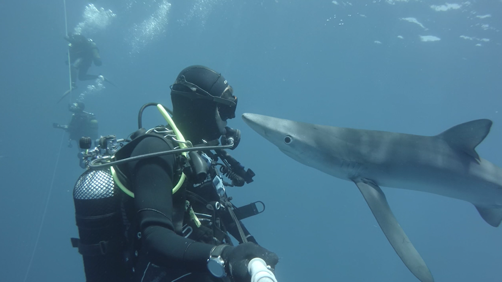 Mergulhador beija tubarão no Oceano Atlântico 