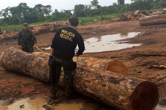 PF, Receita Federal e IBAMA deflagram operação MAFIA DA TORA em Rondônia e Santa Catarina 