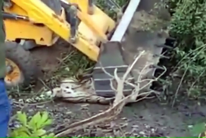 Operário usa retroescavadeira e esmaga tigre que matou duas pessoas 