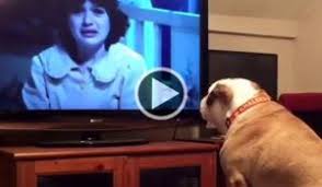 Buldogue 'salva' personagens de filme de terror que estão em perigo