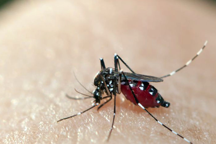 Ministério da Saúde anuncia fim da emergência para zika