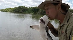 Homem captura e beijo em tubarão 