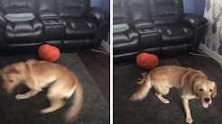 Cão imita Furacão Ophelia na sala de estar
