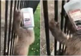 Filhote de urso prende a cabeça em pote na Califórnia