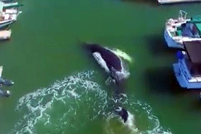 Drone filma 'visita' de baleia em Marina nos EUA