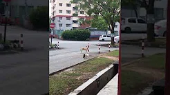 Cachorro corre com medo de gato