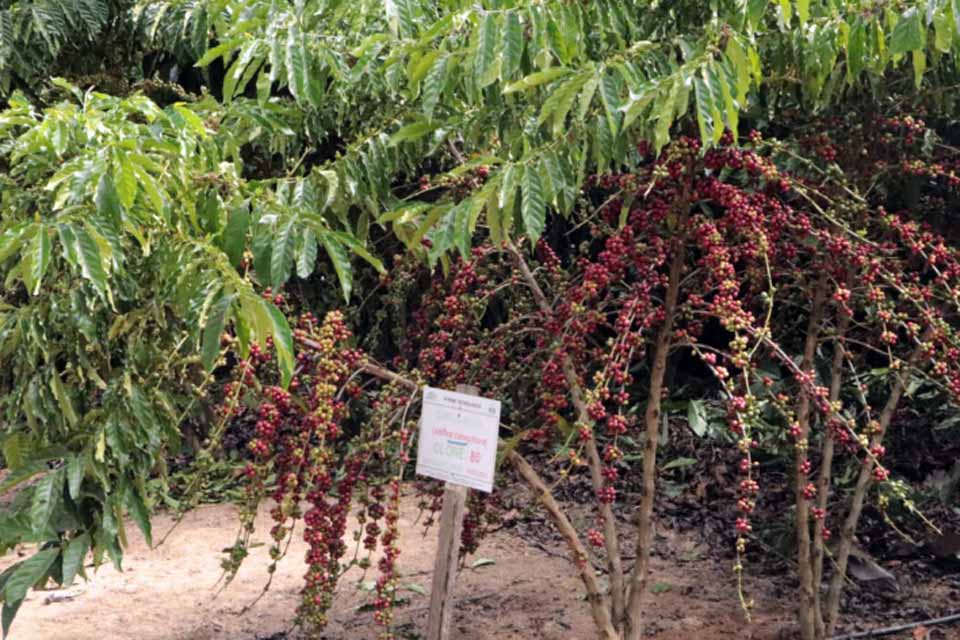 Tecnologia no cultivo do café clonal como potencial ao desenvolvimento rural é apresentado em São Domingos do Guaporé