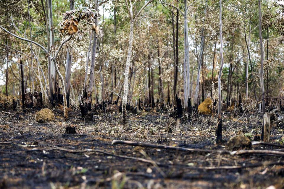 Inpe: desmatamento aumenta no Cerrado e cai na Amazônia