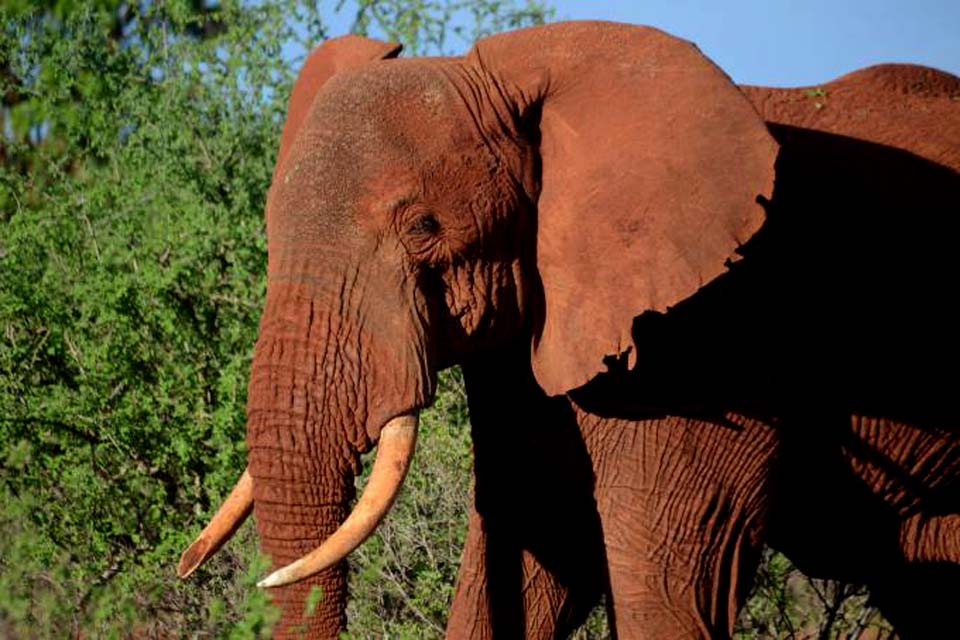 Botsuana autoriza caça de elefantes em seu território