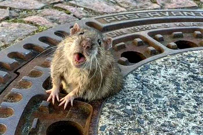 Rata 'gordinha' é resgatada após ficar entalada em bueiro