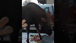 Homem tenta alimentar alce e acaba atacado 