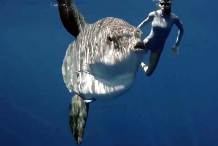 Mergulhadores encontram um raro e enorme peixe-lua