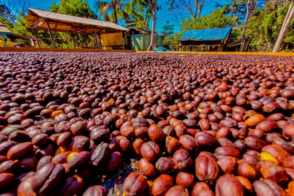 Exportações de café de Rondônia batem recorde e consolidam o estado no mercado internacional