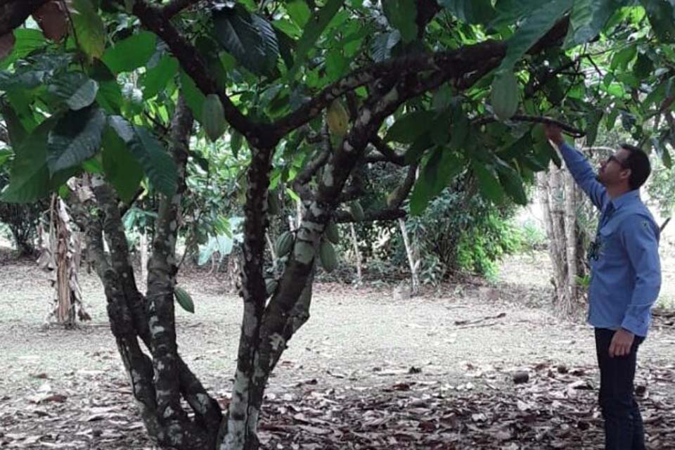 Força-tarefa da Idaron inspeciona lavouras de cacau e cupuaçu em Porto Velho para prevenção à monilíase do cacaueiro