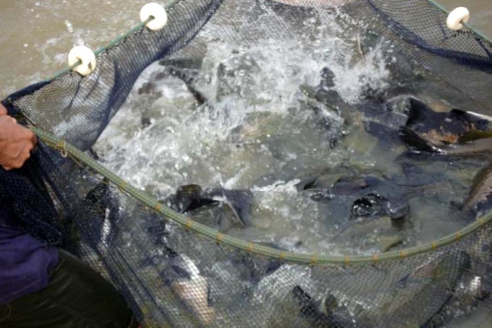 Rondônia lidera produção nacional de peixes de cultivo com ações desenvolvidas pelo Governo do Estado