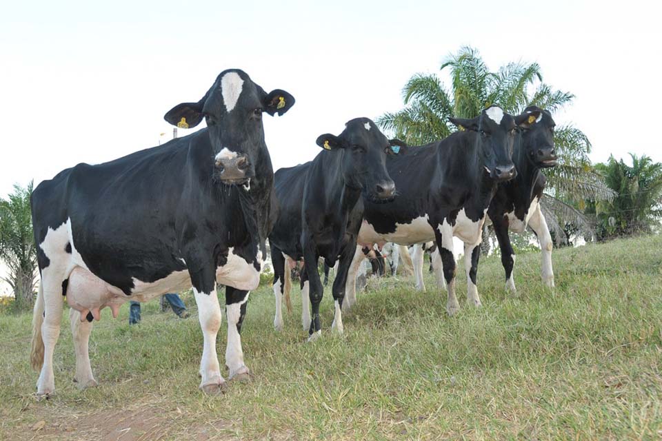 Emater registra alta na produção de leite no município; biotecnologia de fertilização in vitro é utilizada