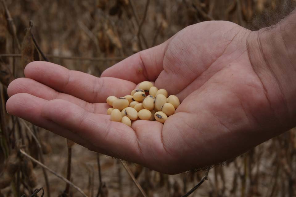 Dia de campo em Vilhena apresenta novas cultivares de soja para Rondônia