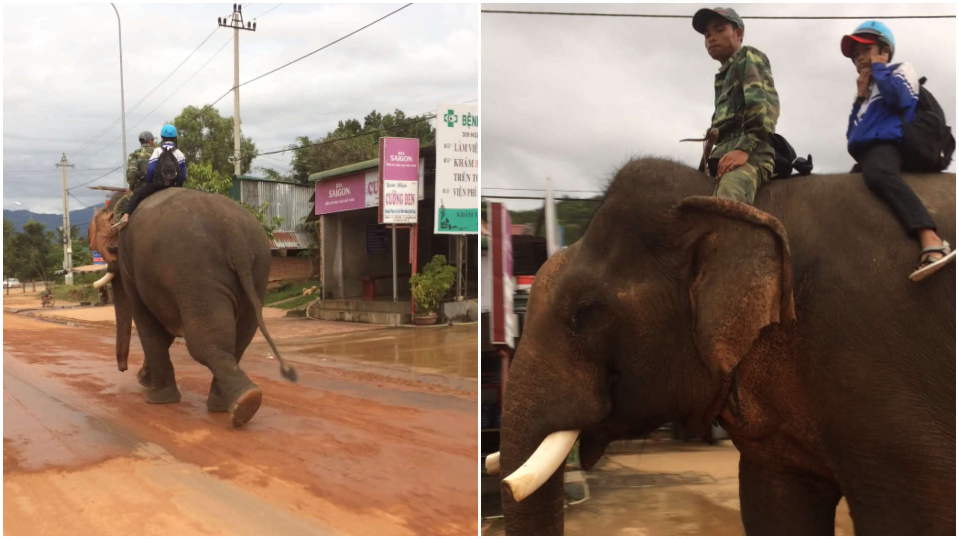 Criança no Vietnã vai à escola montada em elefante