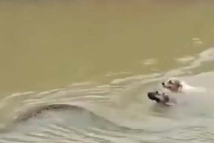 Cachorros travam duelo com cobra jiboia dentro de 