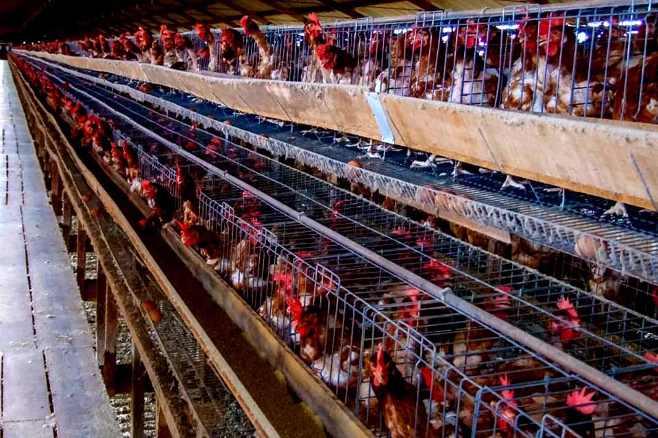 Países que restringiram compras de frango estão sendo notificados