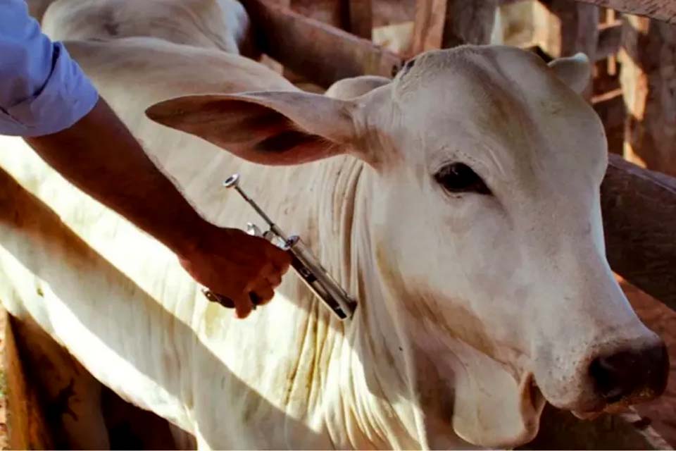 Vacinação contra febre aftosa será suspensa em 16 estados e no Distrito Federal