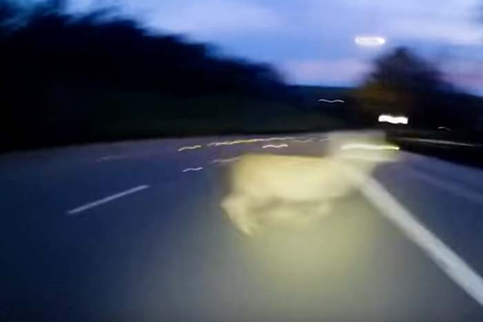 Ciclista em alta velocidade quase atropela veado em estrada 