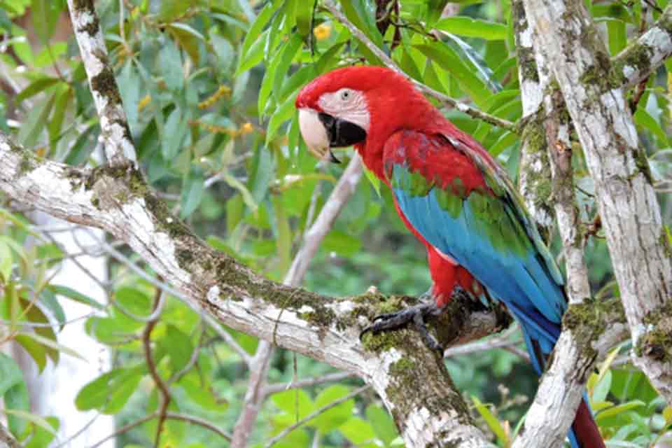 Vida no interior de Rondônia: equilíbrio entre natureza e tecnologia