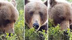 Fotógrafo corajoso faz imagens incríveis  de urso 