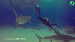 Mergulhador impede o tubarão de atacar seu colega