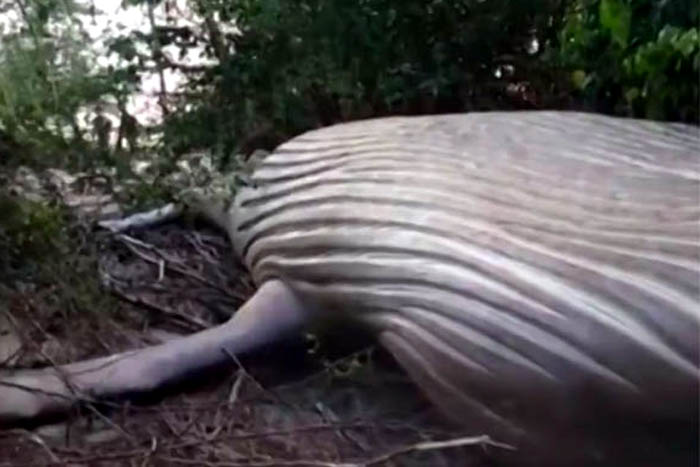 Baleia Jubarte é achada em área de mata na ilha do Marajó