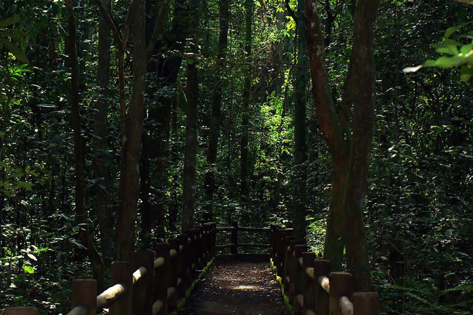 Presidente sanciona redução da Floresta Nacional de Brasília