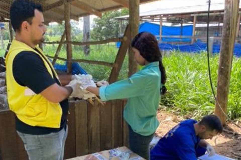 Vigilância contra gripe aviária e doença de Newcastle é mantida pela  Agência de Defesa Sanitária em Rondônia