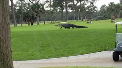 Crocodilo dá passeio em campo de golfe nos EUA