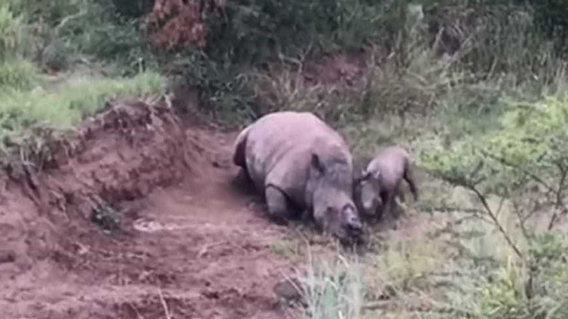 Bebê rinoceronte tenta acordar mãe morta