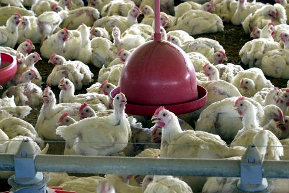 Organização Mundial da Saúde confirma primeira morte por gripe aviária no mundo