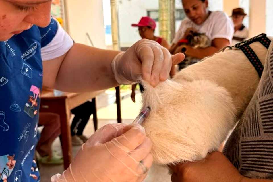 Rolim de Moura vacina mais de 12 mil cães e gatos contra a raiva
