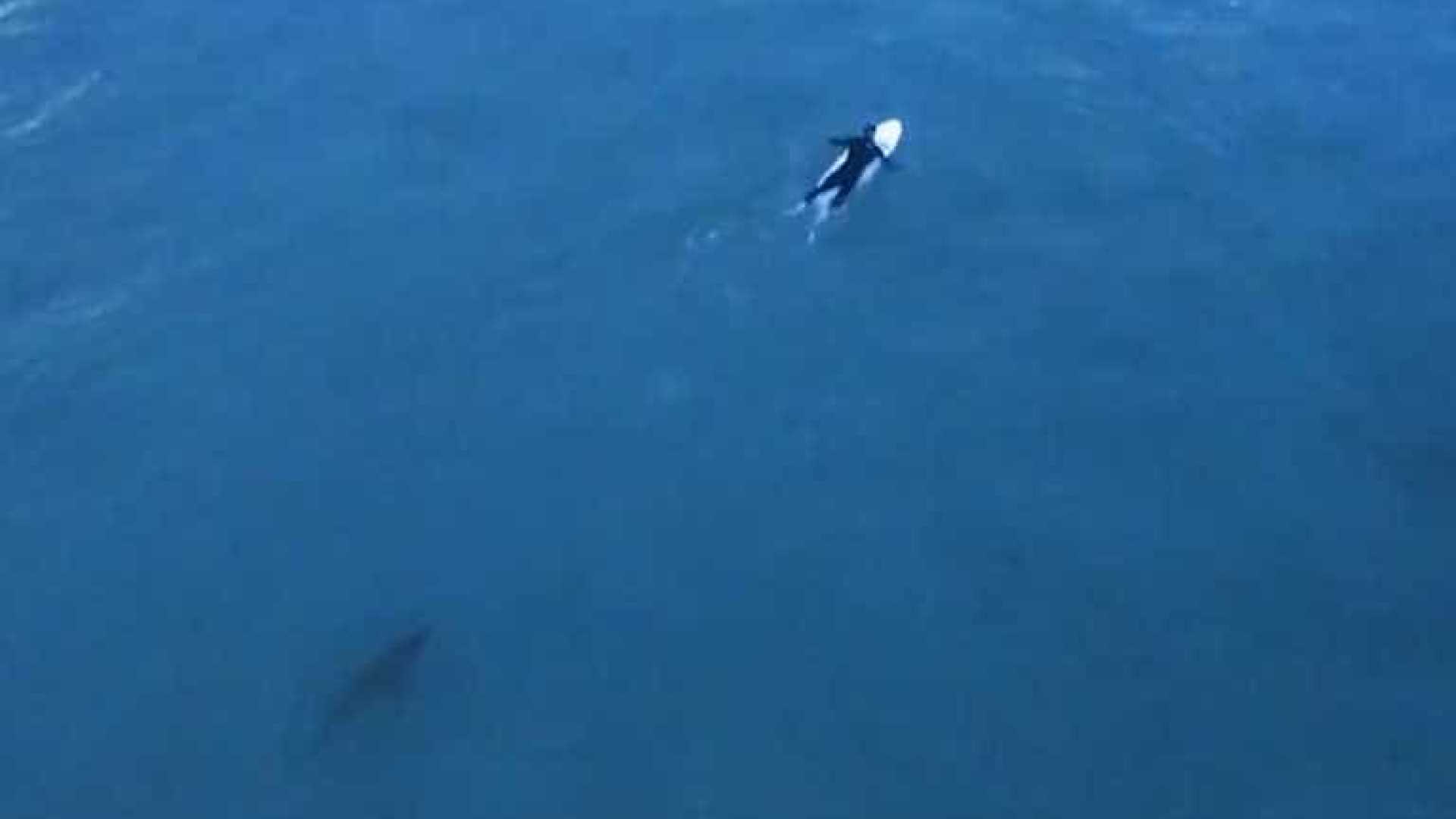 Tubarão gigante se aproxima de surfista desavisado